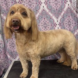 Peavine Lane Pet Spa