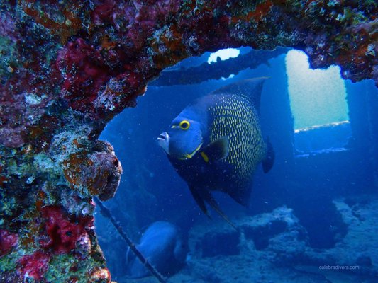 Culebra Divers by null