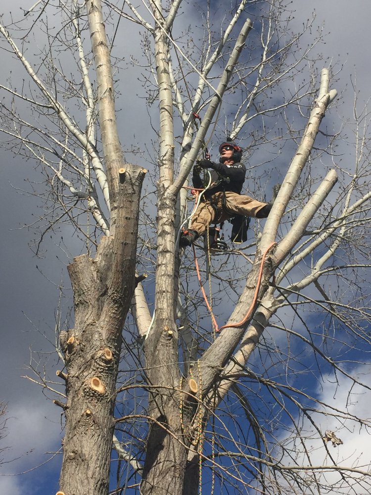 BENSON TREE SERVICE - Updated September 2026 - 234 W 7th St, Minden ...