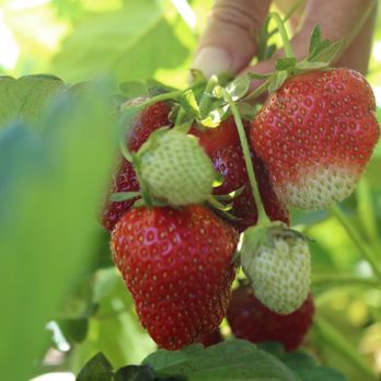 Farms View Roadstand - Farmers Market Near Me - Wayne, New Jersey