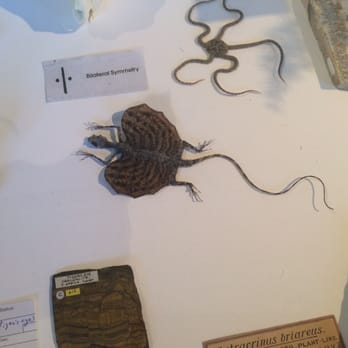 NI Science Festival - Articles on display from Ulster Museum @ Naughton Gallery QUB - Local Flavor Near Me - Belfast, BFS