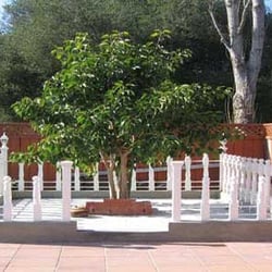 Buddhist Vihara - Bodhi Tree