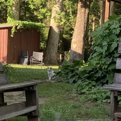 Tapestry - one of the local strays (we nicknamed lulu, short for lucifer) (2022)