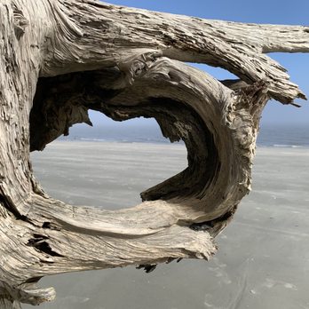 Driftwood Beach - Beaches Near Me - Jekyll Island, Georgia Driftwood Beach - Beaches Near Me - Jekyll Island, Georgia