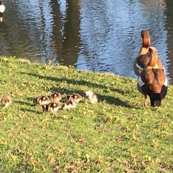 Lindenthaler Kanal - 8 baby ducks on the canal - Parks Near Me - Cologne, NW