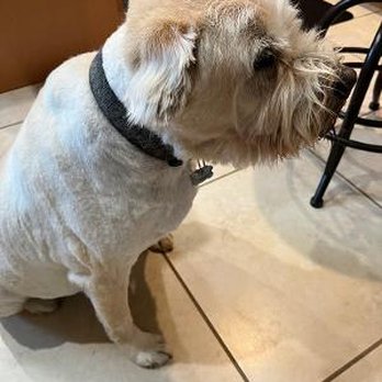 Pet Rush Inn - Face not groomed at all. Can see where the muzzled stopped. - Pet Sitting Near Me - Burbank, California Pet Rush Inn - Face not groomed at all. Can see where the muzzled stopped. - Pet Sitting Near Me - Burbank, California