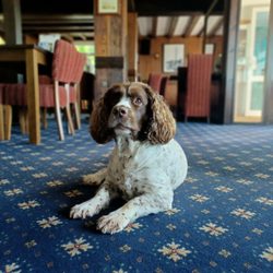 The Marquis of Granby - We are Doggie Friendly...