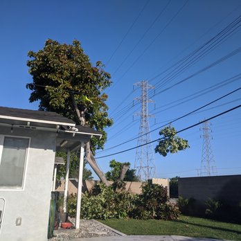 Premier Tree Experts - Tree Services Near Me - Orange, California Premier Tree Experts - Tree Services Near Me - Orange, California
