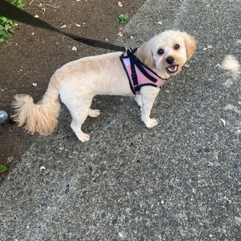 Pup Scrub - After - Pet Groomers Near Me - Kirkland, Washington