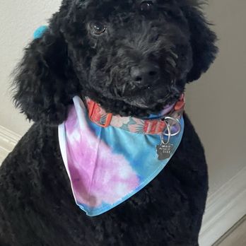 Golden Grooms - Precious - Pet Groomers Near Me - Sanger, Texas
