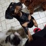 Photo of Wicked Bone Dog Walking & Pet Services