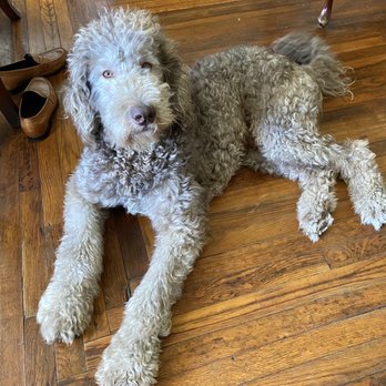 Luba's Pet Studio - Barry before his cut - Pet Sitting Near Me - Jacksonville, Florida