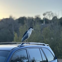 Buena Vista Park - Bird Watching