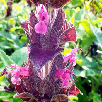 Garrapata State Park - California Hummingbird Sage or Sage Crimson - Hiking Near Me