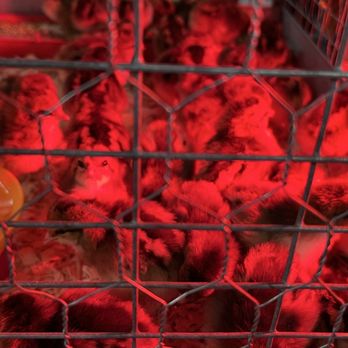 Grange Supply - Speckled Sussex standard breed chicks - Nurseries & Gardening Near Me - Issaquah, Washington