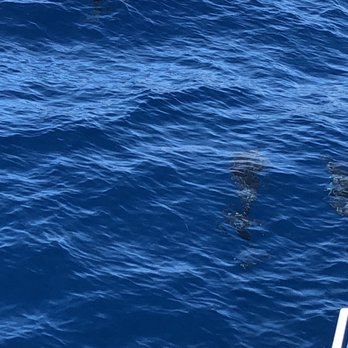 Quicksilver Charters - Snorkeling Near Me - Wailuku, Hawaii Quicksilver Charters - Snorkeling Near Me - Wailuku, Hawaii