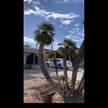 Oasis Trees Group - palm trees in a parking lot - Tree Services Near Me Oasis Trees Group - palm trees in a parking lot - Tree Services Near Me
