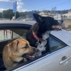 Precious Cargo Limo Services - Dogs & Furry companions are always welcomed!
We picked up these 2 huskies, to take them to their owner at the SFO airport