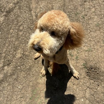 Wig Wag Grooming - Pet Groomers Near Me - Seguin, Texas Wig Wag Grooming - Pet Groomers Near Me - Seguin, Texas