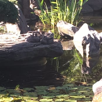 Adelaide-Himeji Garden - Parks Near Me - Adelaide, SA