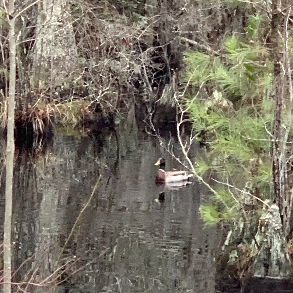 First Landing State Park - Fun seeing ducks in their natural habitat - Parks Near Me - Virginia Beach, Virginia