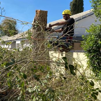 AZ Tree Team - Landscaping Near Me - Phoenix, Arizona