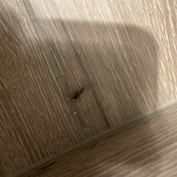 Great Wolf Lodge - Hair on bathroom floor right when we came in - Water Parks Near Me - Perryville, Maryland Great Wolf Lodge - Hair on bathroom floor right when we came in - Water Parks Near Me - Perryville, Maryland