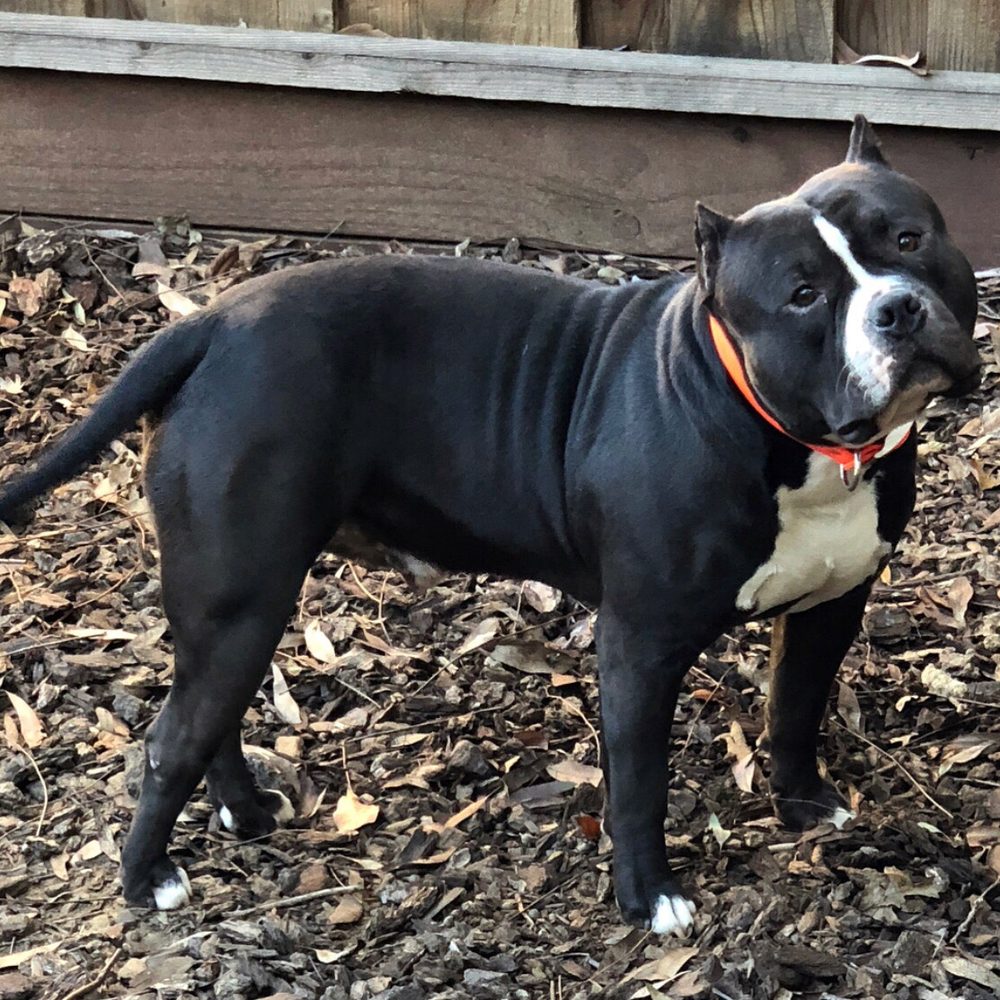 Off Leash K9 Training - Pet Training Near Me
