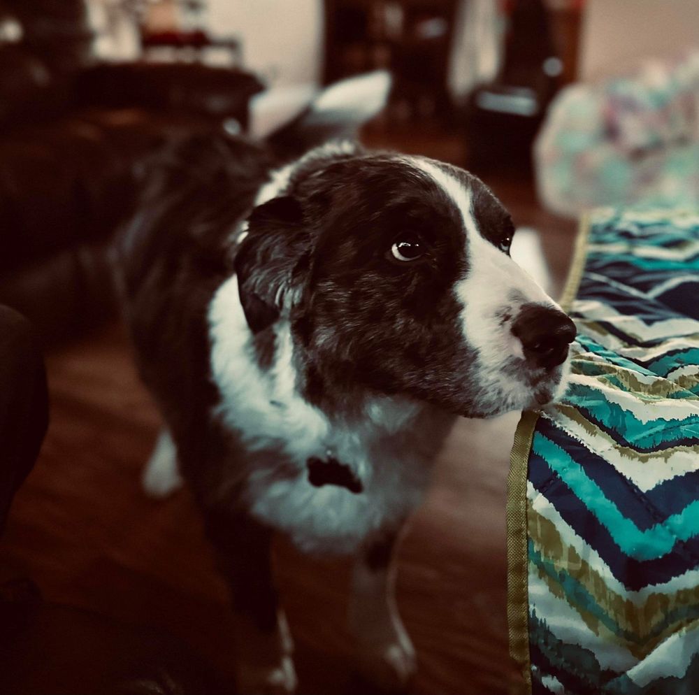 Daily pet lodge - pet boarding facility in Cincinnati, OH