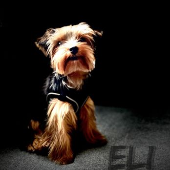 Glitz n Glam Pet Spa - Eli - Pet Groomers Near Me - Houston, Texas Glitz n Glam Pet Spa - Eli - Pet Groomers Near Me - Houston, Texas