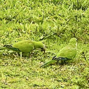 Margate Blount Archaeological - So many Monk Parakeets here. - Landmarks & Historical Buildings Near Me - Parkland, Florida
