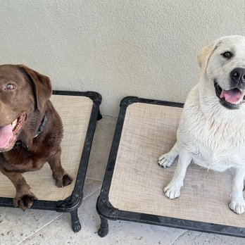 Just Good Dogs: Training and Behavior Consultants - Family dog mediator Pasadena, CA | Teaching Tali and Willow 'place' - Dog Walkers Near Me Just Good Dogs: Training and Behavior Consultants - Family dog mediator Pasadena, CA | Teaching Tali and Willow 'place' - Dog Walkers Near Me