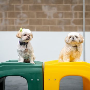 Furrtropolis - Pet Boarding Near Me - San Jose, California Furrtropolis - Pet Boarding Near Me - San Jose, California