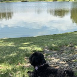 My pup looking out at the water My pup looking out at the water