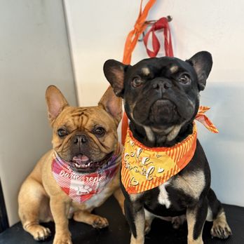 VIP DOGS Fast Grooming - Pet Groomers Near Me VIP DOGS Fast Grooming - Pet Groomers Near Me