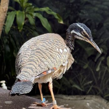 Lincoln Park Zoo - Zoos Near Me - Chicago, Illinois Lincoln Park Zoo - Zoos Near Me - Chicago, Illinois