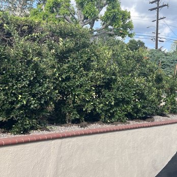 Solano Tree Service - Tree Services Near Me - Monrovia, California