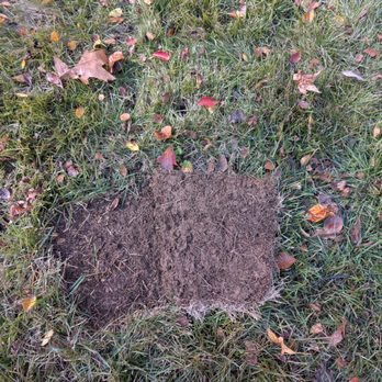 Garcia Landscaping - Sod that rolled up - Landscaping Near Me - Spotsylvania, Virginia Garcia Landscaping - Sod that rolled up - Landscaping Near Me - Spotsylvania, Virginia