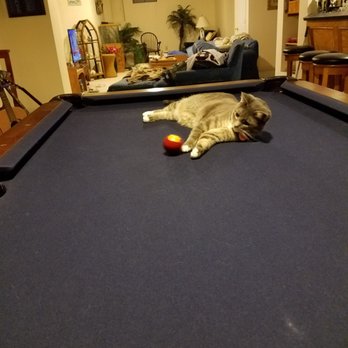 Purrfect Pets - Pool shark - Community Service/Non-Profit Near Me - Overland Park, Kansas Purrfect Pets - Pool shark - Community Service/Non-Profit Near Me - Overland Park, Kansas