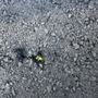 Photo of StoneMaster Paving & Construction