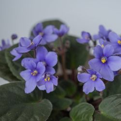 Yes Dear Florals - African Violets with soft, velvety leaves and miniature periwinkle blooms.
