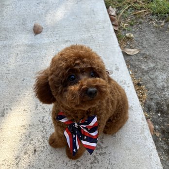 Hello Kim's Grooming - Pet Groomers Near Me - La Mirada, California