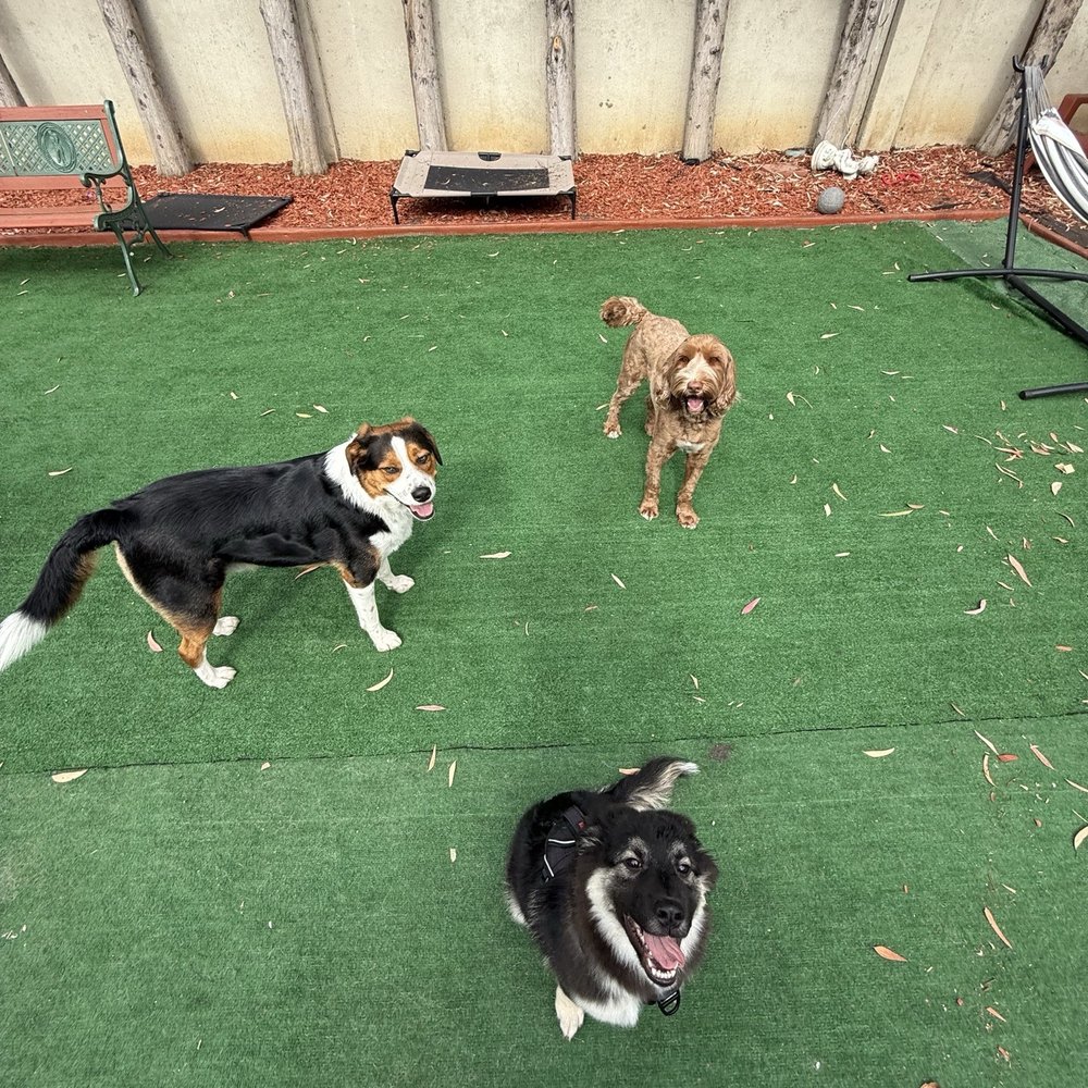 Ayala K9 Dog Training - Bentleys weekend with Steve (: - Pet Training Near Me Ayala K9 Dog Training - Bentleys weekend with Steve (: - Pet Training Near Me