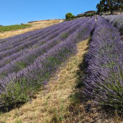 Filimon Farms