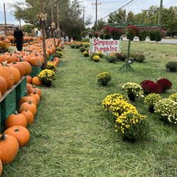 Phil Simpson's Christmas Trees and Pumpkins