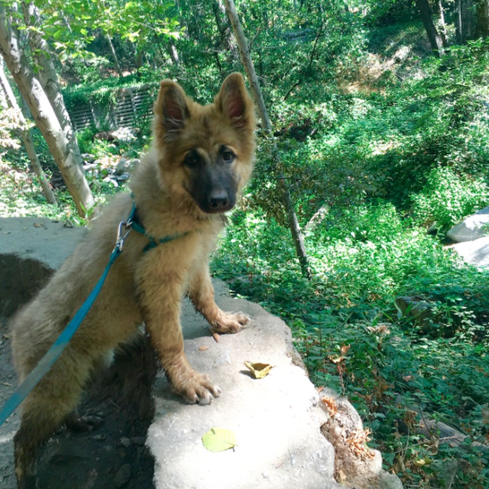 Santa Anita Canyon - Millie heard the creek at the bottom of this small drop off and wanted to go play in the water some more. - Hiking Near Me Santa Anita Canyon - Millie heard the creek at the bottom of this small drop off and wanted to go play in the water some more. - Hiking Near Me
