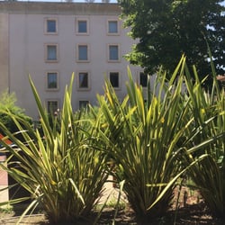 Square Pétramale - Arbres sur le toit