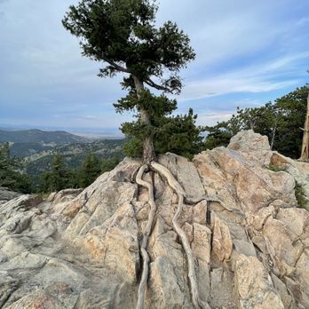 Flagstaff Mountain - It's a beautiful place - A tree with a gnarled trunk and exposed, twisting roots is situated on a rocky hillside. The background features a mountain range with a partly cloudy sky, and the scene suggests a natural outdoor setting with rugged terrain. - Parks Near Me - Boulder, Colorado