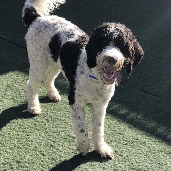 Dogtown Pet Spa - Pet Sitting Near Me - Saint George, Utah