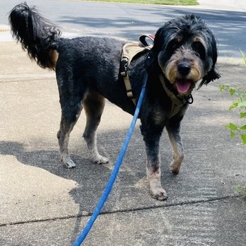KSR Pet Care - Dog Walkers Near Me KSR Pet Care - Dog Walkers Near Me